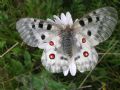 Parnassius apollo